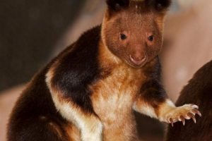 Drveni kenguroo gudfelloou - privremeni majmuni Drveni kenguroo gudfelloou - privremeni majmuni